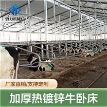 牛臥床的科學(xué)設(shè)計與牧場工程優(yōu)化策略